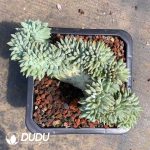 Pachyphytum Solomon Cristata