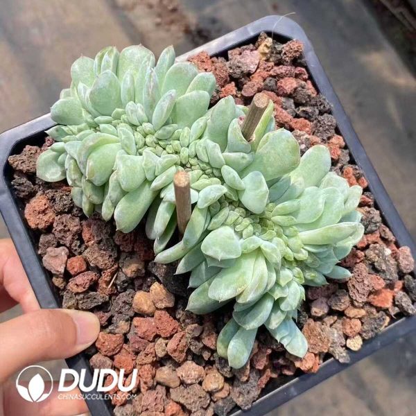 Echeveria Sugar Heart Cristata - Image 1