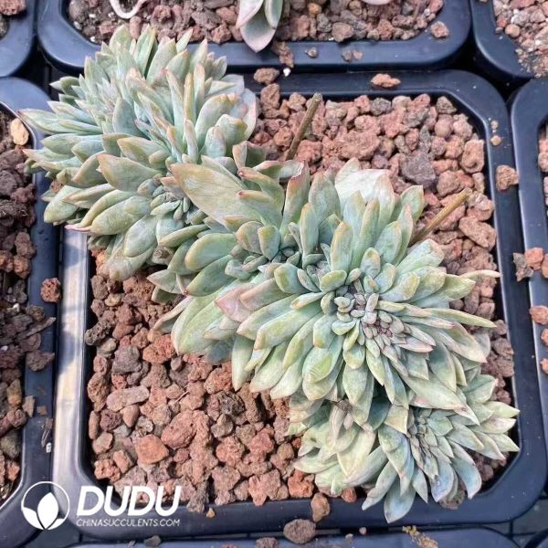 Echeveria All Star Cristata - Image 1