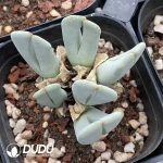 Gibbaeum Crab Claw Clustering