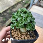 Adenium Jade Ball Clustering (No compensation for broken branches)