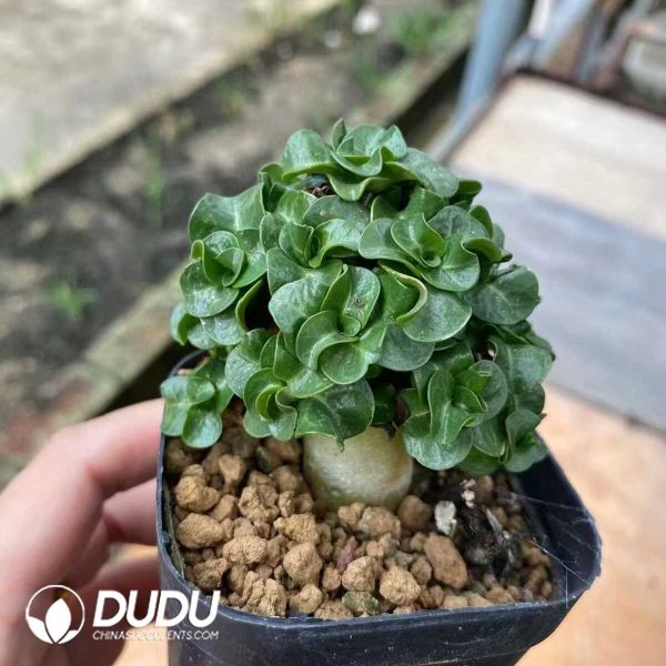 Adenium Jade Ball Clustering (No compensation for broken branches) - Image 1