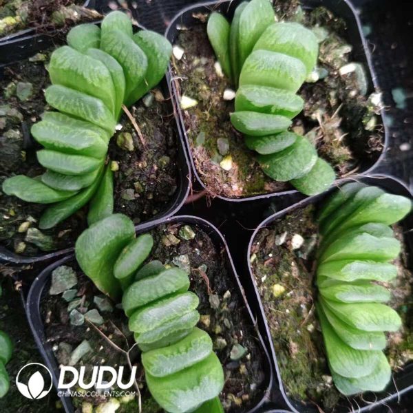 e201-167.jpg Haworthia Truncata - Image 1