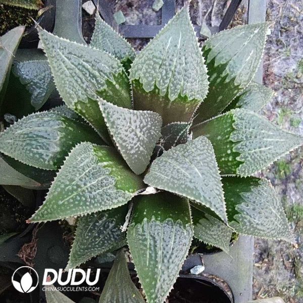 e201-168.jpg Haworthia attenuata Musashi - Image 1