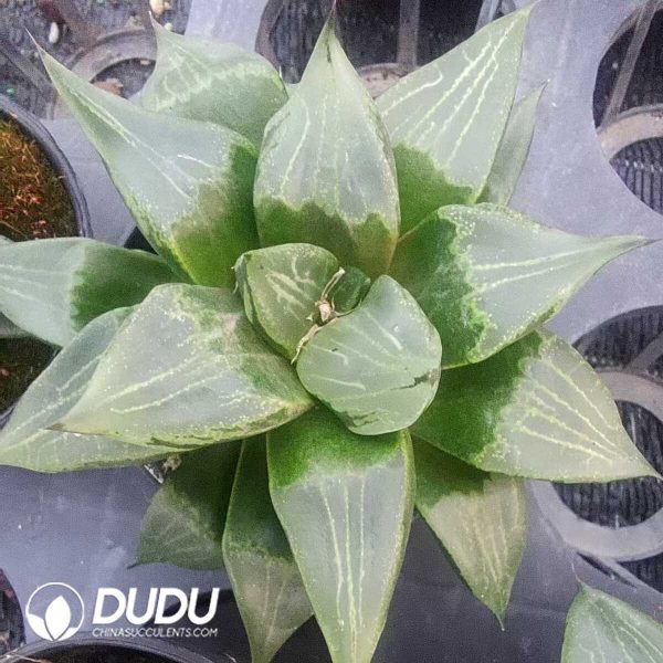 Haworthia truncata f. minor - Image 1