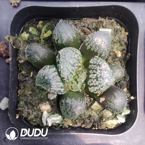 e201-173.jpg Haworthia Mordor - Image 1