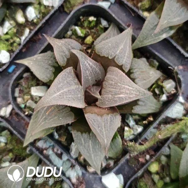 e201-174.jpg Haworthia cymbiformis - Image 1