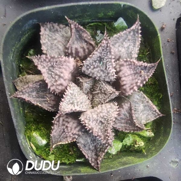 e201-175.jpg Haworthia Rainbow City - Image 1