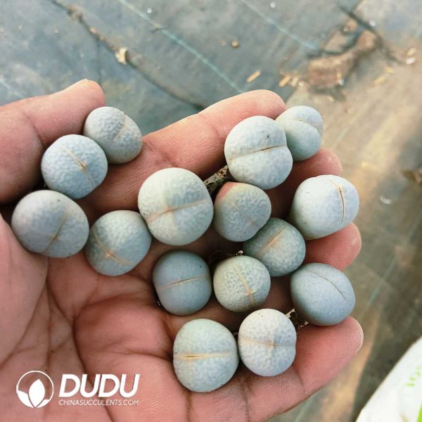 e201-179.jpg Lithops Golf - Image 1