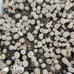 Lithops Julii 'Kikushogiyoku'