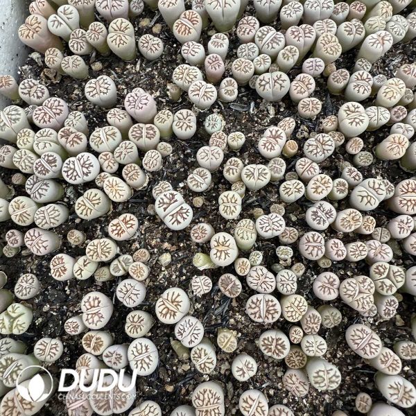 Lithops Julii 'Kikushogiyoku' - Image 1