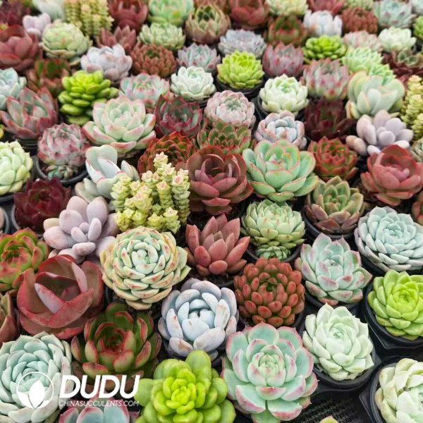 Echeveria Mix 60pcs Collocation - Image 1