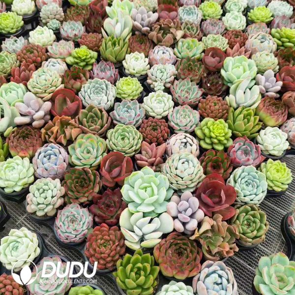 Echeveria Mix 300pcs Collocation - Image 1