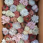 Echeveria Mix 41pcs Collocation