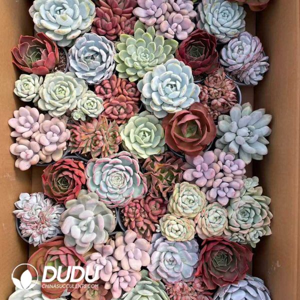 e201-185.jpg Echeveria Mix 41pcs Collocation - Image 1