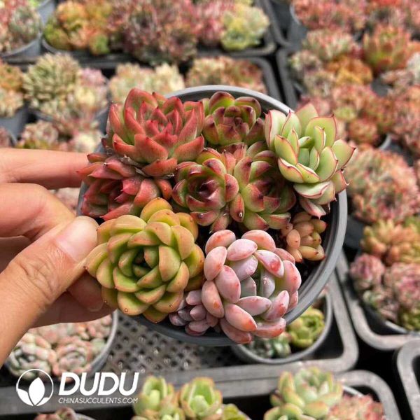 Echeveria Mix 28pots Collocation - Image 1