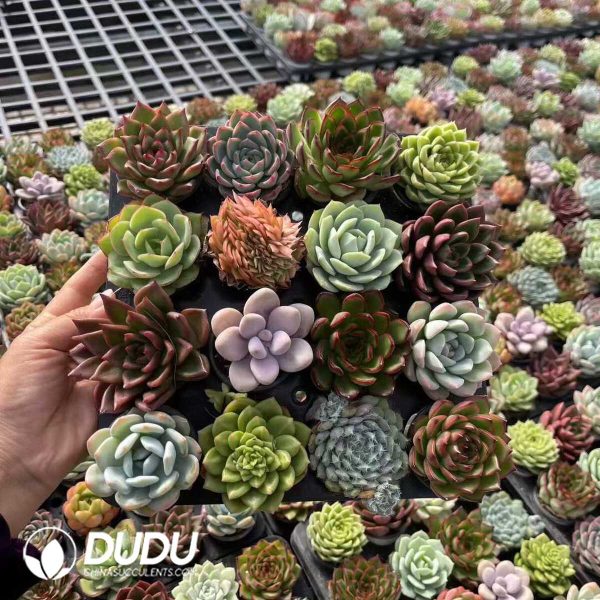 Echeveria Mixed 96pcs Collocation - Image 1