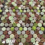 Echeveria Mixed 60pcs Collocation