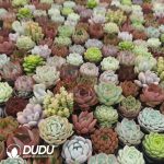 Echeveria Mixed 300pcs Collocation