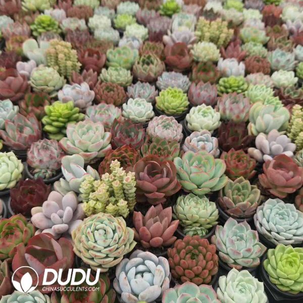 Echeveria Mixed 300pcs Collocation - Image 1