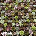 Echeveria 50mm Mixed 50pcs Collocation