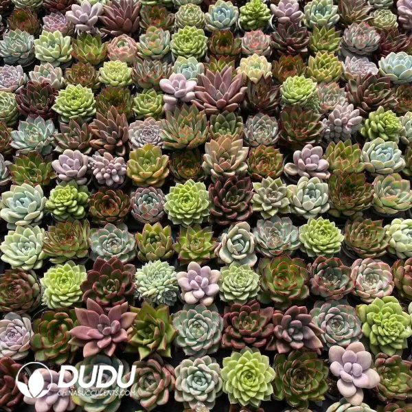Echeveria 50mm Mixed 50pcs Collocation - Image 1