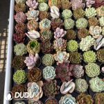 Echeveria 50mm Mixed 300pcs Collocation