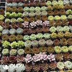 Echeveria 50mm Mixed C 300pcs Collocation