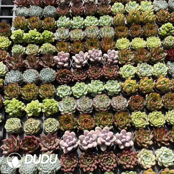 Echeveria 50mm Mixed C 300pcs Collocation - Image 1