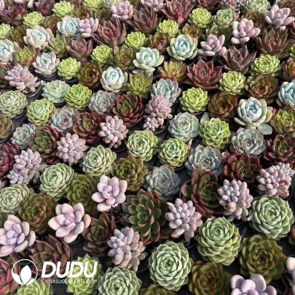 Echeveria 50mm Mixed B 300pcs Collocation - Image 1