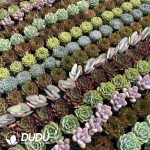 Echeveria 50mm Mixed A 50pcs Collocation