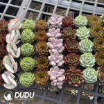Echeveria 50mm Mixed A 300pcs Collocation