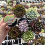 Echeveria 7 Mix combination 42pcs