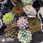 Echeveria 7 Mix combination 252pcs
