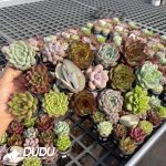 Echeveria Mix 60pcs Collocation