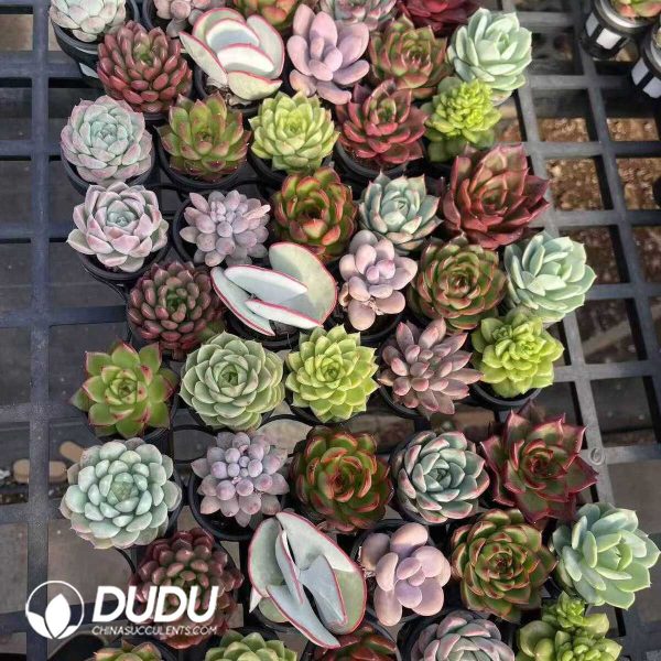 Echeveria Mix 360pcs Collocation - Image 1