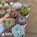 Echeveria 70mm Mix 28pcs Collocation