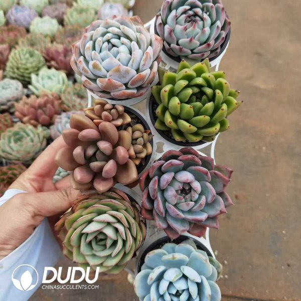 Echeveria 70mm Mix 112pcs Collocation - Image 1