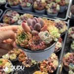 Echeveria 110mm Mix 28pots Collocation