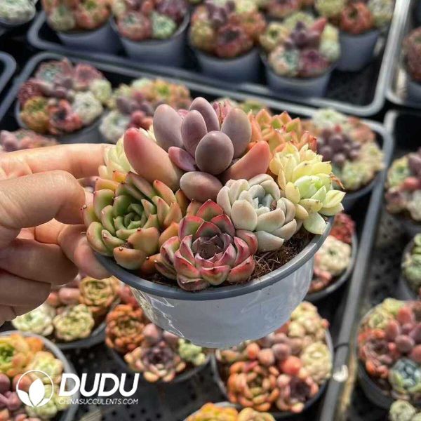 Echeveria 110mm Mix 28pots Collocation - Image 1