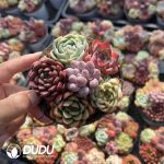 Echeveria 90mm Mix 18pcs Collocation