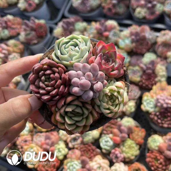 Echeveria 90mm Mix 41pcs Collocation - Image 1