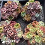 Echeveria Mix 9pcs Collocation