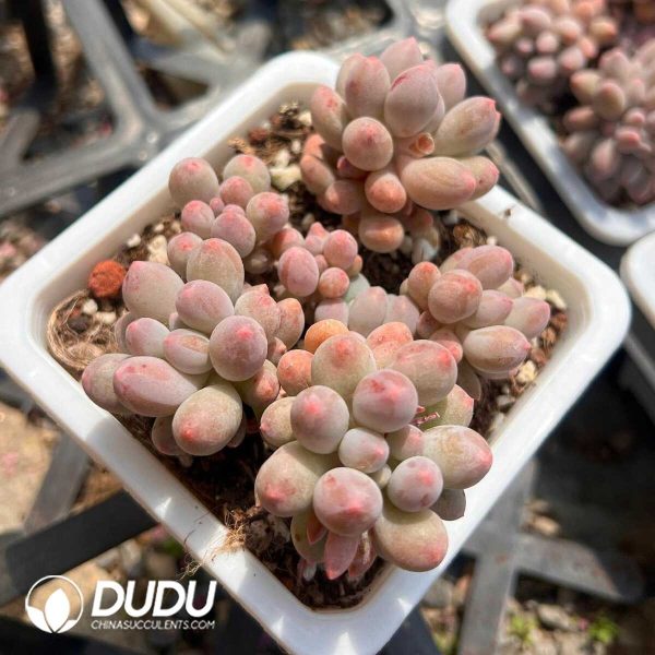 e201-210.jpg Pachyphytum Milk Beans Clustering - Image 1