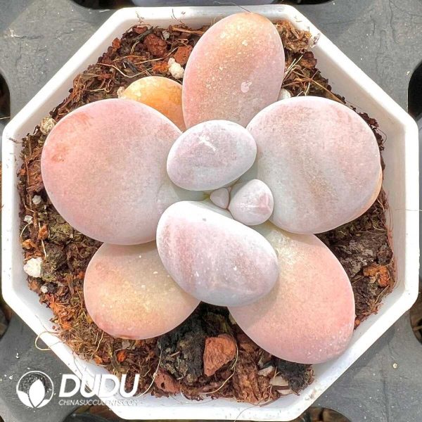 Pachyphytum oviferum - Image 1