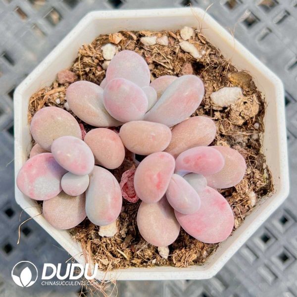 Graptopetalum Amethystina Jade 3 Heads Clustering - Image 1