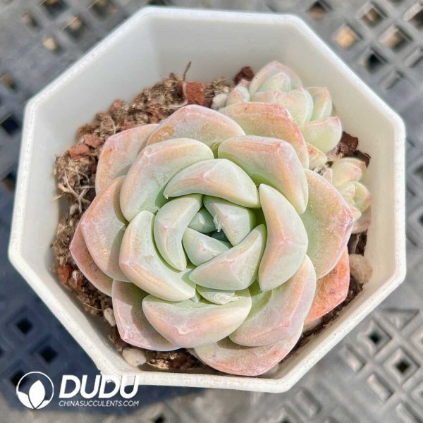 Echeveria Green Olive - Image 1