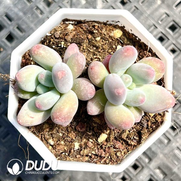 Pachyphytum Garciae Double Head - Image 1