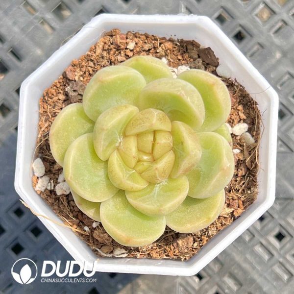 Echeveria Miss Cuihua - Image 1
