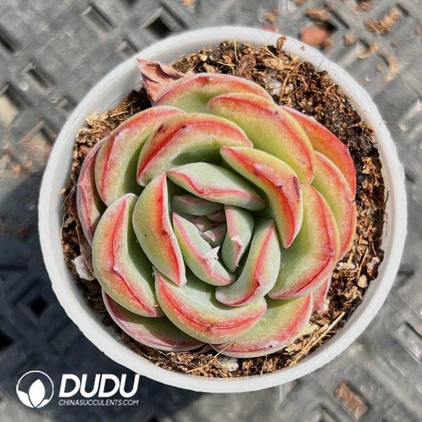 Echeveria Love Letter - Image 1